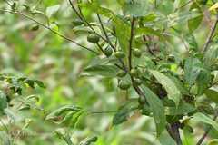 Ficus auriculata